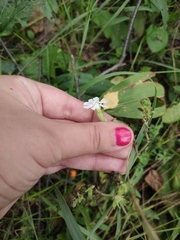 Silene latifolia