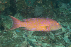 Variola albimarginata