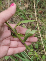 Erigeron annuus