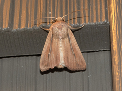 Leucania phragmitidicola