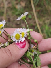 Erigeron annuus