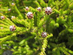 Leucadendron sorocephalodes