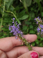 Veronica longifolia