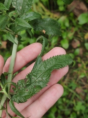 Veronica longifolia