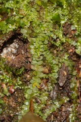 Calypogeia integristipula