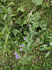 Veronica longifolia