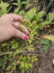 Vaccinium myrtillus
