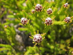 Leucadendron sorocephalodes