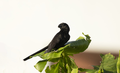 Crotophaga ani