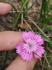 Dianthus chinensis