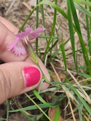 Dianthus chinensis