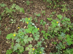 Chelidonium majus