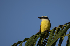 Pitangus sulphuratus