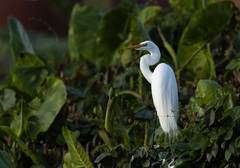 Ardea alba