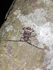 Lagocheirus araneiformis