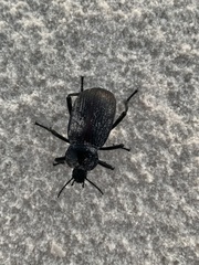 Eleodes suturalis