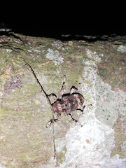 Lagocheirus araneiformis