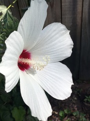 Hibiscus lasiocarpos
