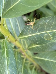 Zelus renardii