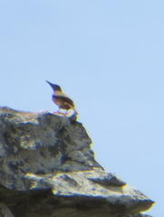 Geocolaptes olivaceus