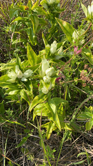 Gentiana alba