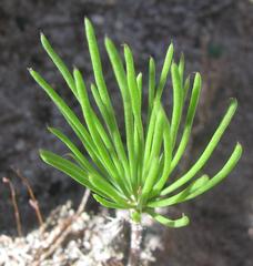 Eriospermum proliferum