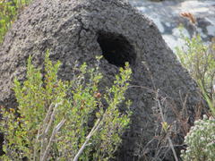 Geocolaptes olivaceus