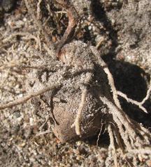 Eriospermum proliferum