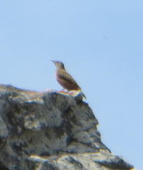 Geocolaptes olivaceus