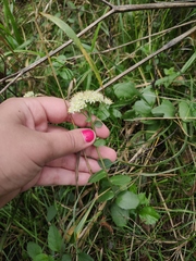 Hylotelephium maximum