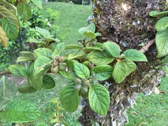 Drymonia alloplectoides