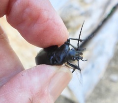 Calosoma peregrinator