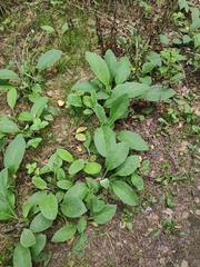 Symphytum