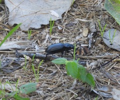 Calosoma peregrinator
