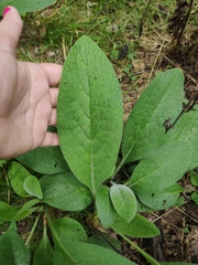 Symphytum