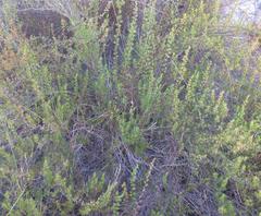 Cliffortia pterocarpa