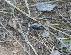 Calosoma peregrinator