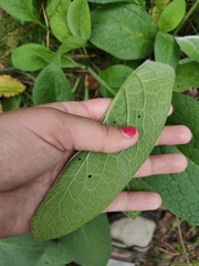 Symphytum