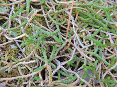 Selaginella mutica