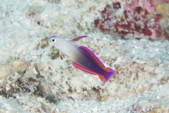 Nemateleotris decora