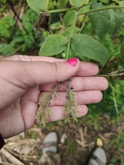 Symphytum