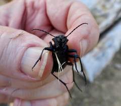 Calosoma peregrinator