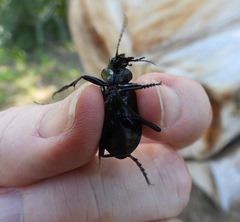 Calosoma peregrinator