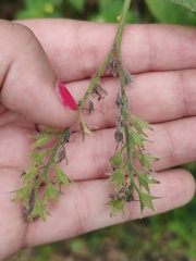Symphytum