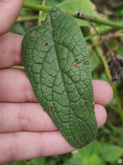 Symphytum