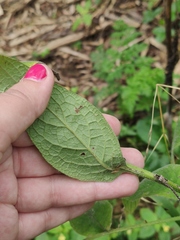 Symphytum