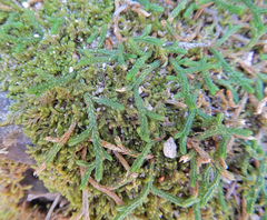 Selaginella mutica