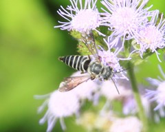 Coelioxys modestus