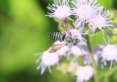 Coelioxys modestus