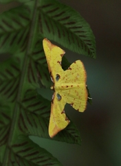 Corymica